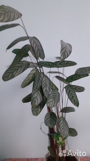 Комнатные домашние растения