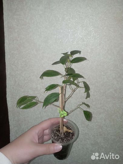 Фикус Анастасия