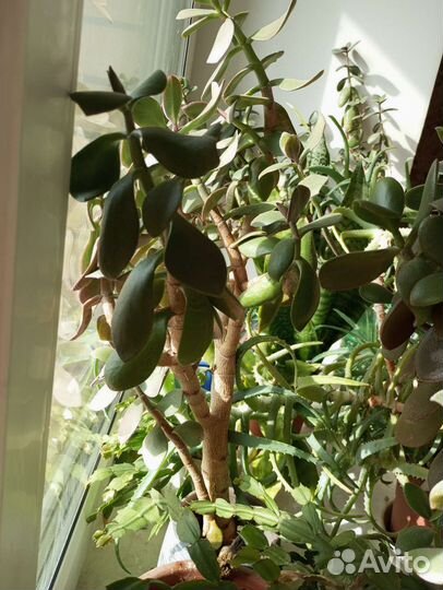 Толстянка взрослая с горшком