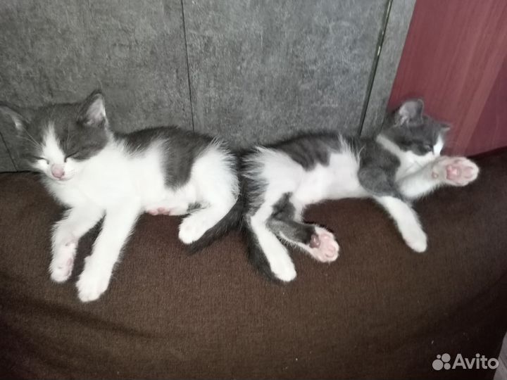 Котята