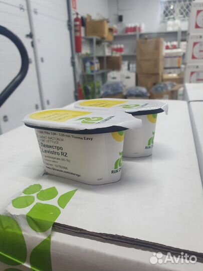 Семена салат Левистро драже 1 000с 3,0-3,5 Рийк