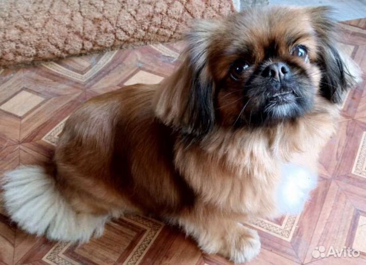 Бронь пекинес