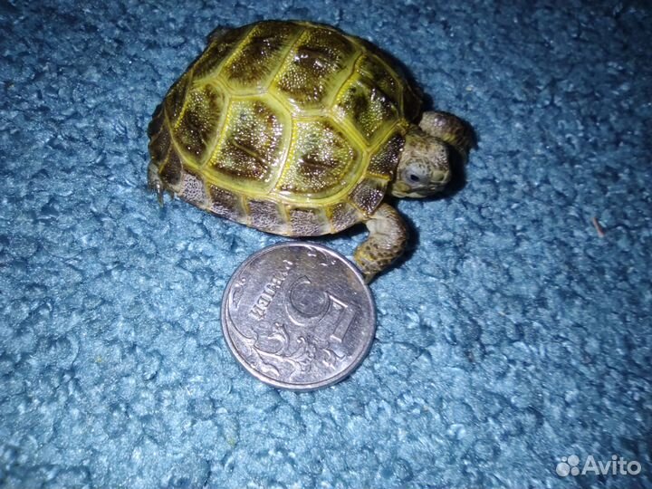 Черепашка сухопутная