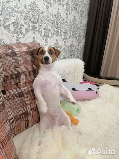 Мальчик ищет девочку для случки