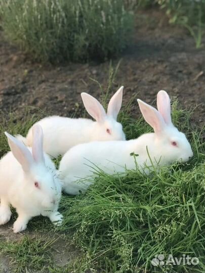 Кролики мясных пород