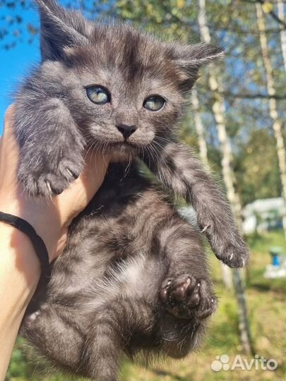Котенок девочка в добрые руки бесплатно
