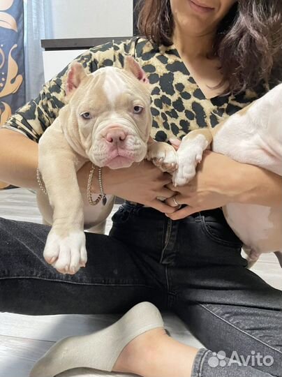 Американский булли покет