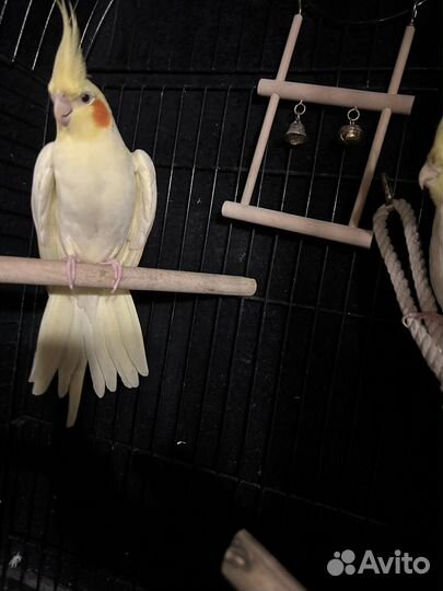 Пара Карелл: Чарли (мальчик) и Ричи (девочка)