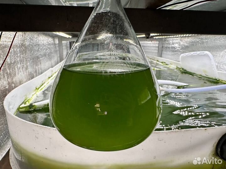 Хлорелла для водоемов