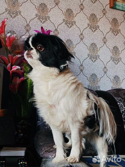 Японский хин вязка