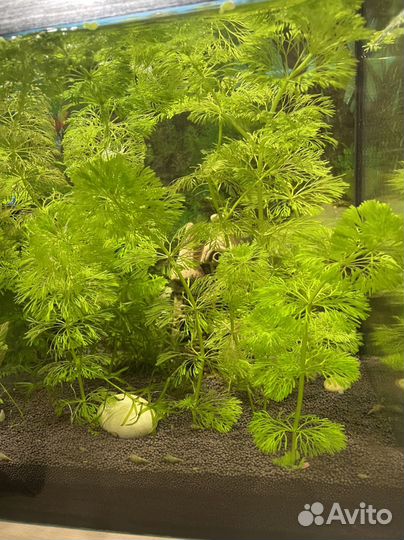 Водоросли для аквариума