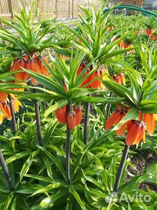 Продаю рассаду томатов перцев,кабачков,тыкв огурцо