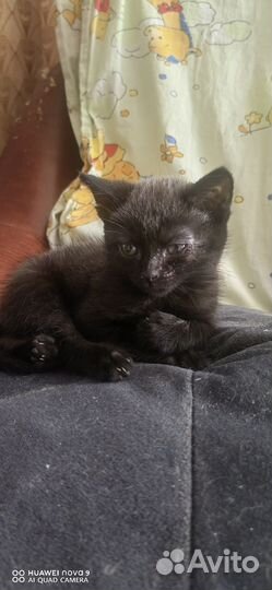 Котики бесплатно