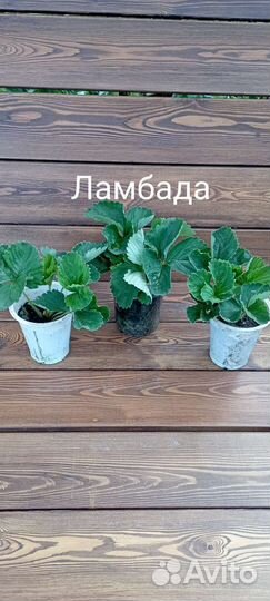 Земляника садовая. Клубника