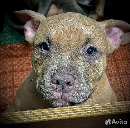 Американский булли покет