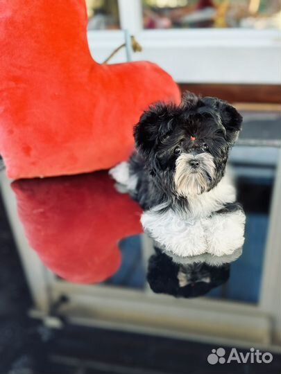 Мини мальчик Бивера