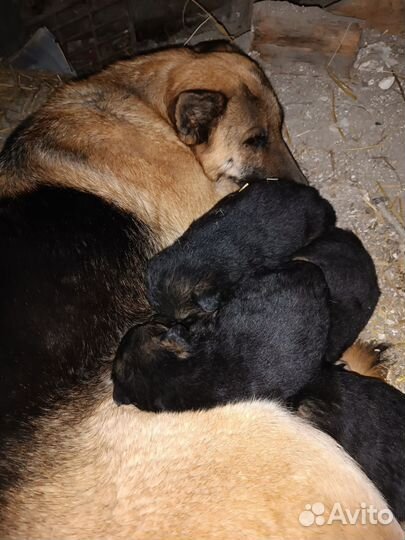 Щенки немецкой овчарки