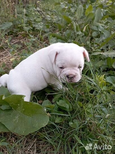 Французики