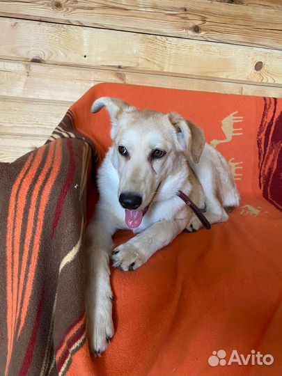 Собака в добрые руки