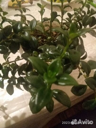 Срезы Хедера, Нематантус (золотая рыбка), Хойя