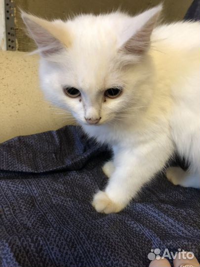 Котята в добрые руки бесплатно