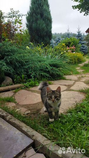 Кошки в добрые руки бесплатно
