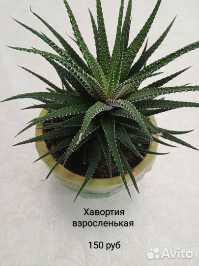 Комнатные растения