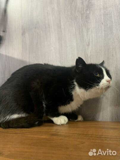 Мира с рынка