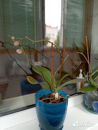 Орхидея цена 500р