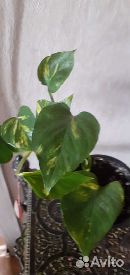 Эпипремнум Золото дьявола