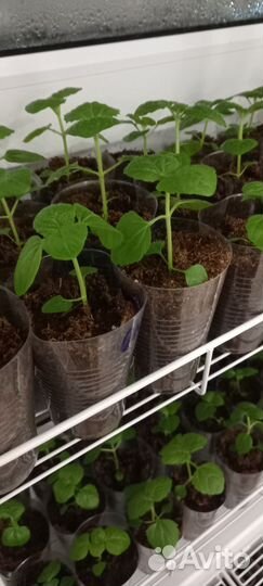 Агератум голубой шар рассада цветов