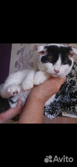 Самая милая Пандочка