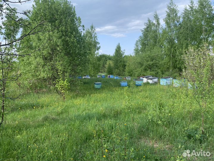 Пасека 35 ульев 4 с пчелами остальные пустые