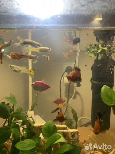 Аквариум