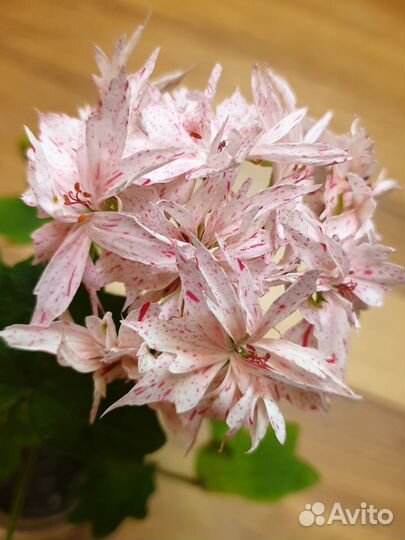 Пеларгония сортоая