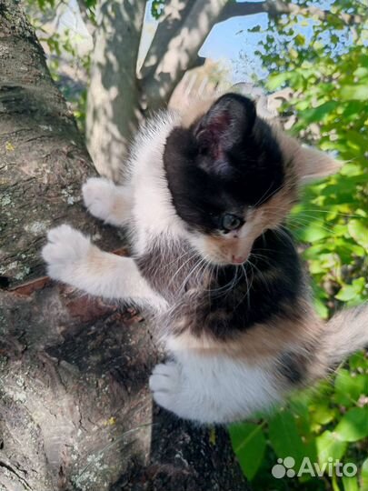 Котята мышеловы в добрые руки