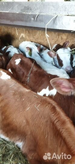 Телята с доставкой до двора за наш счёт
