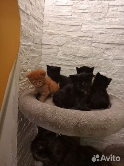 Мей кун котята