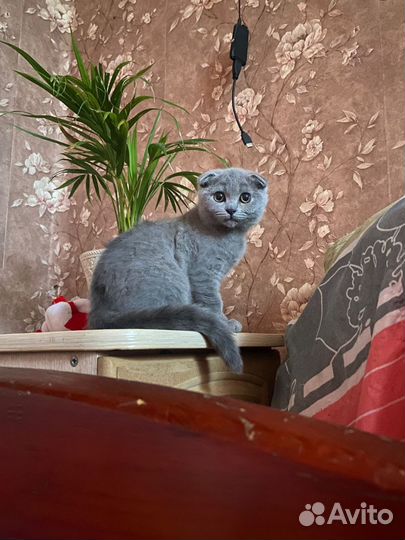 Шотландская вислоухая