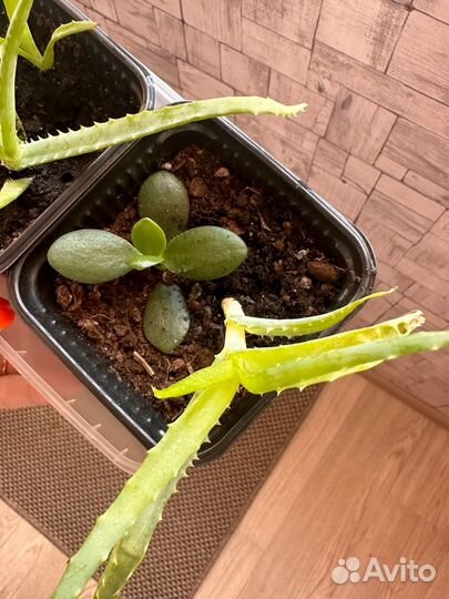 Толстянка и алоэ