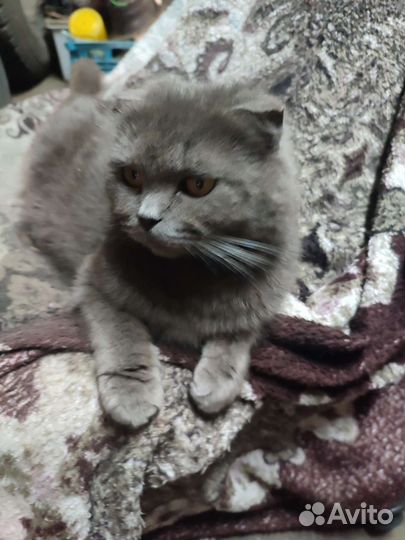 Британская