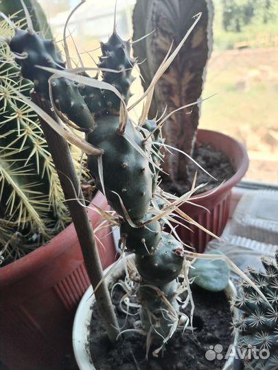 Кактусы и суккуленты