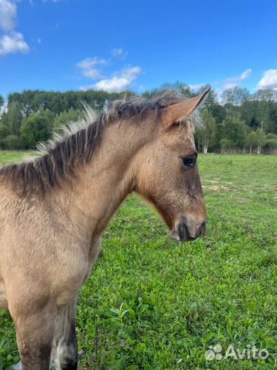 Жеребчик вятка