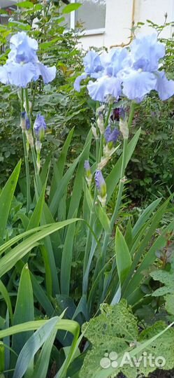 Ирисы