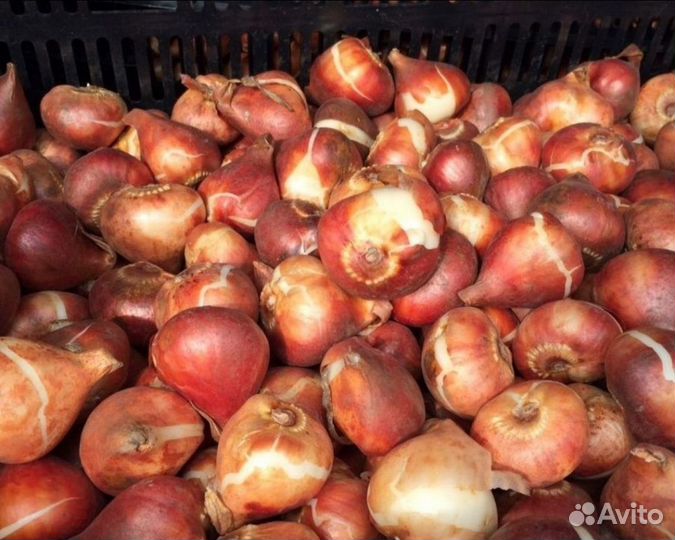 Луковицы тюльпанов оптом