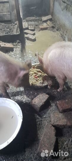 Хрюшки Девочки