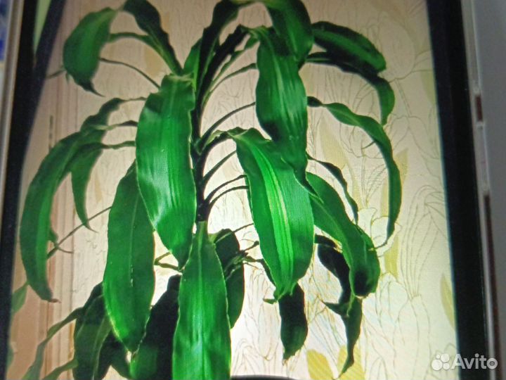 Драцена душистая (Фрагранс)