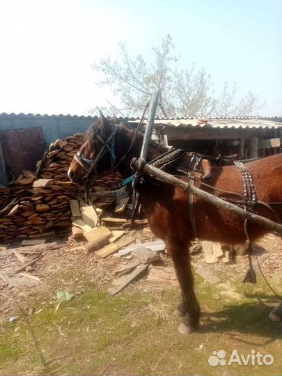 Мерен 7 лет со сбруей и бричкой