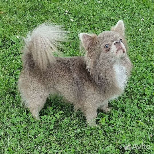 Чихуахуа кобель чемпион на вязки, вязка, жених