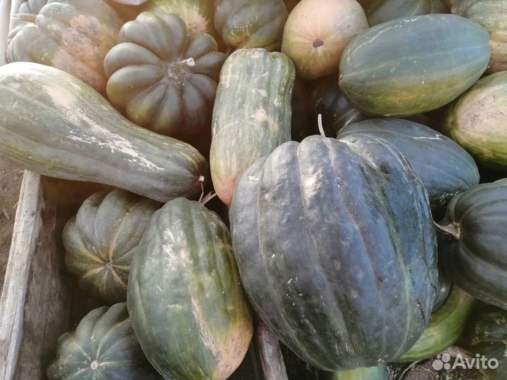 Продам тыкву